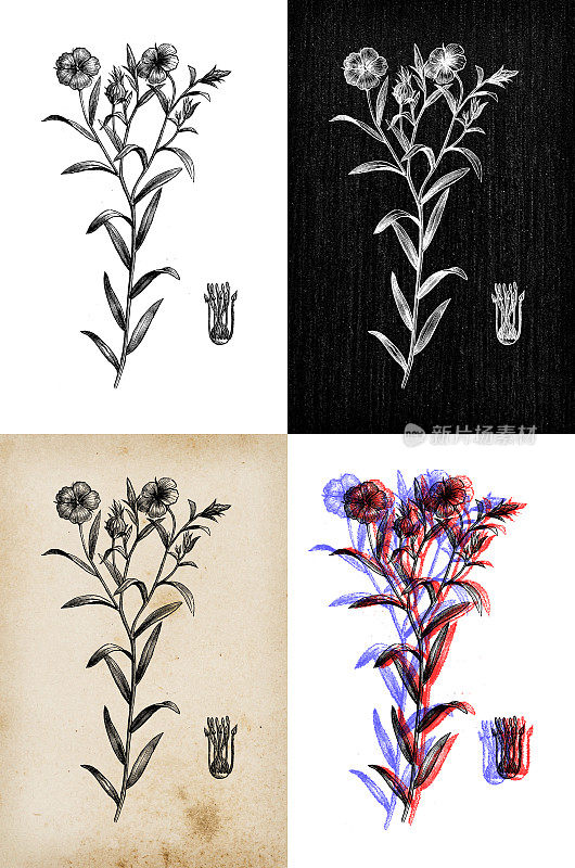 古董植物学插图:亚麻(Linum usitatissimum)